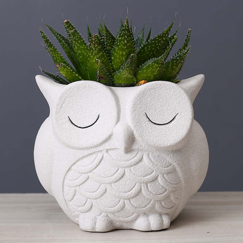 Cute Owl 🦉 Flower Pot - Ceramic Indoor Creative Small Desktop Flower Ornaments