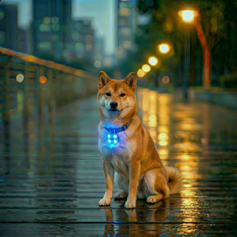 Rechargeable 3-Mode LED Glow Pet Safety Collar 🦮😻