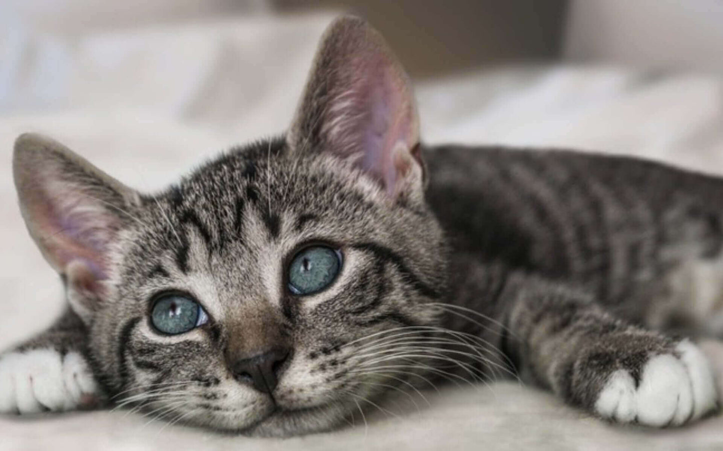 Cooling PET Pad for Summer – Breathable Cold‑Silk Ice Mat, Gentle on Skin, Gradient Colors 🦮🐈‍⬛️