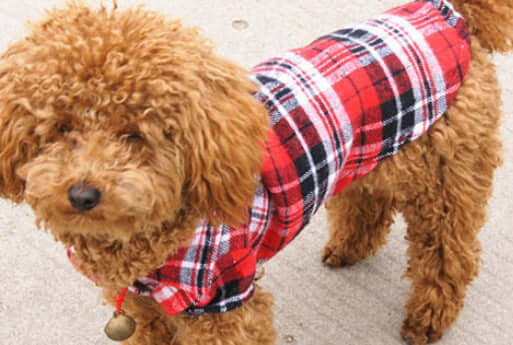 Dog Clothing Trendy Plaid