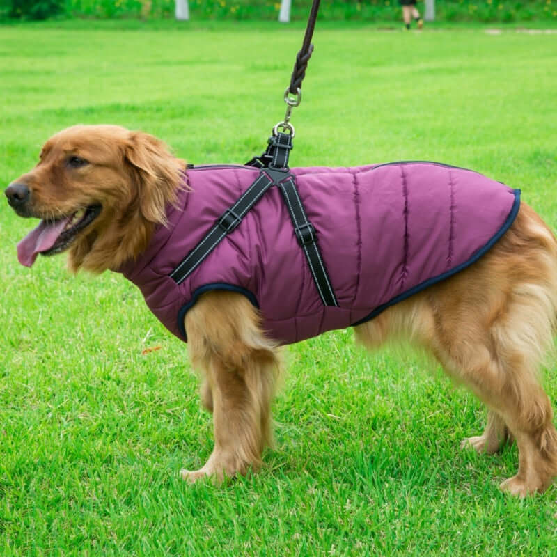 Pet Dog Jacket With Harness